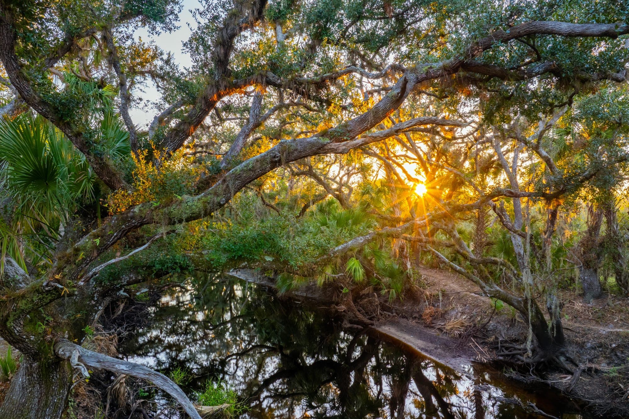 Live oak canopy over the water at Moss Park at sunset